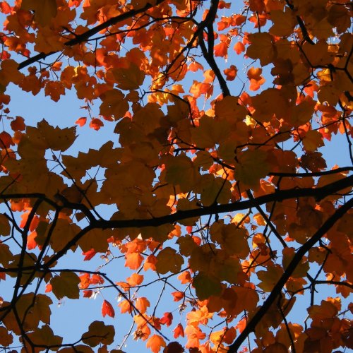 autunno 4
